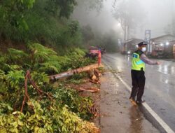 Tanggap Bencana, Polres Batu Bersama TNI dan BPBD Evakuasi Pohon Tumbang di Payung 3.