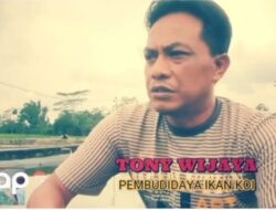 Pembudidaya Ikan Koi Tony Wijaya Sejarah, Jenis, Makanan & Pembiakannya