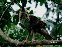 Kelahiran Bayi Elang Jawa di Taman Nasional Gunung Halimun Salak