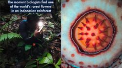 Ditemukan setelah 13 Tahun, Rafflesia hasseltii Buktikan Kerentanan Bunga Langka Indonesia yang Terancam Punah