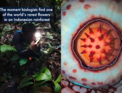 Ditemukan setelah 13 Tahun, Rafflesia hasseltii Buktikan Kerentanan Bunga Langka Indonesia yang Terancam Punah