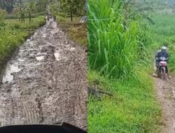 Viral Guru di Grobogan: Jalan Berlumpur Menuju Sekolah dan Janji Perbaikan Pemkab 2026